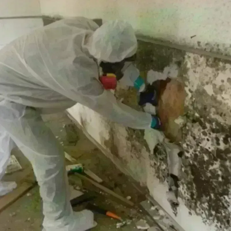 Mold Remediation and Removal in Blountville, TN